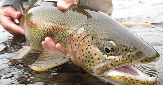 Heli Fishing Tour!